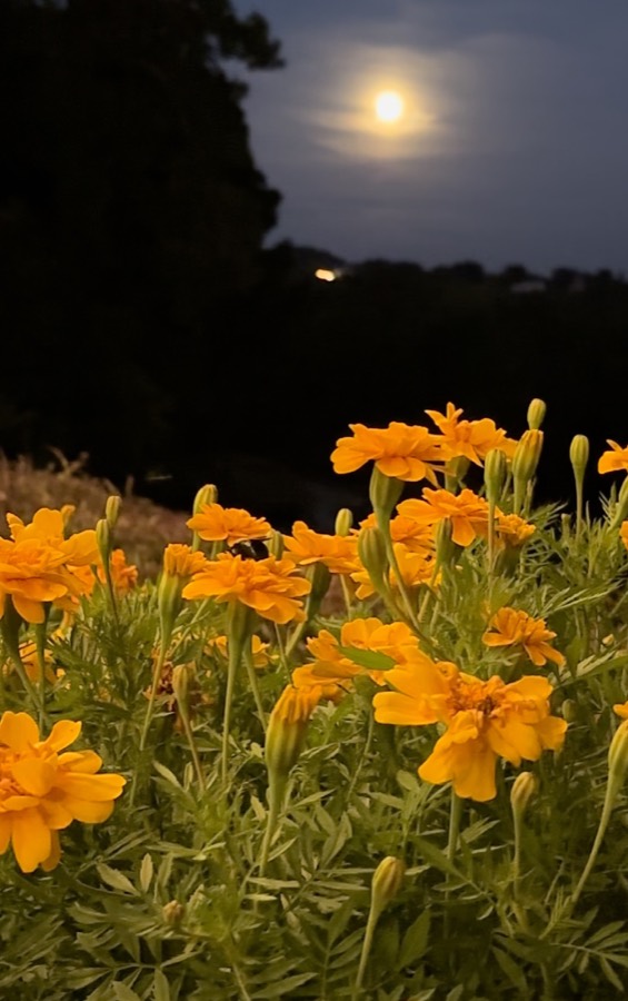Bright marigolds growing in a peaceful garden