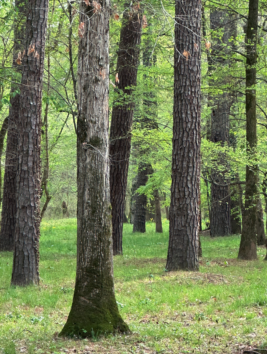 A peaceful grove of tall trees surrounded by fresh green growth